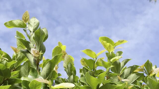 Ficus pumila, commonly known as the creeping fig or climbing fig, is a species of flowering plant in the mulberry family. Waikiki, Honolulu, Oahu, Hawaii. 