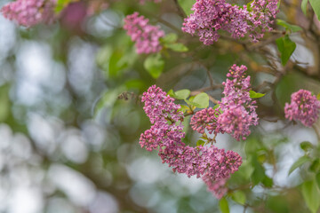 Obraz premium Focused flower view. Isolated lilac blossoms sharply in focus against blurred background. Closeup of magenta lilac branches with vivid textures and tranquil garden atmosphere