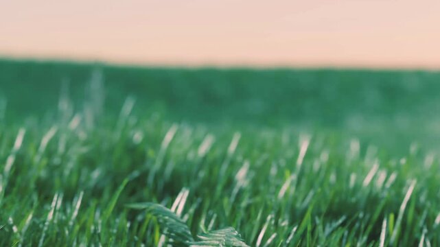 Tall grass moves gently as the wind blows through an open field. The setting sun creates a warm glow in the background. The sky exhibits soft colors as evening approaches.