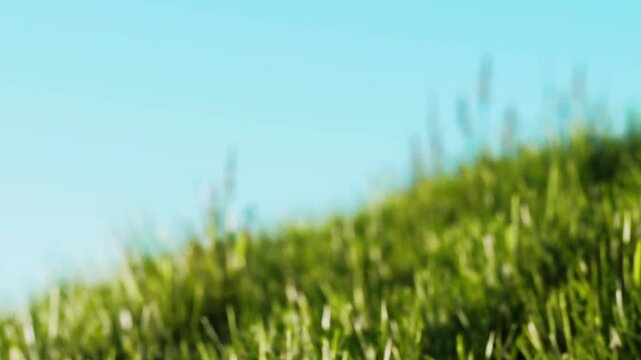 Green grass covering a hillside under a bright blue sky. The sunlight shines on the grass, creating a vibrant appearance. It looks like a nice day outdoors.
