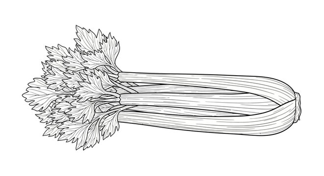 Celery Bunch Illustration - Fresh Vegetable Line Art