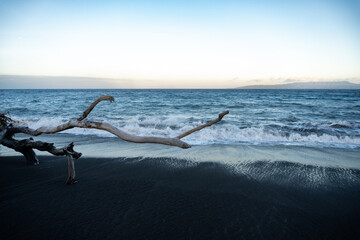 Fototapeta premium Long Driftwood Branch Reaching Towards the Sea on a Volcanic Black Sand Beach