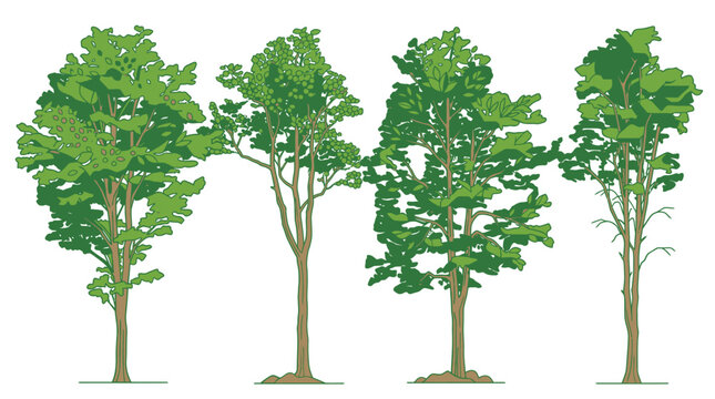 Ensemble d'illustrations vectorielles repr&eacute;sentant quatre arbres &agrave; feuilles caduques avec un feuillage vert d&eacute;taill&eacute; et des troncs en bois sur un fond blanc isol&eacute; pour le design