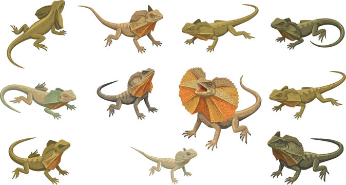 Detailed isometric illustration set of frilled neck lizards showing various poses and life stages for zoology study