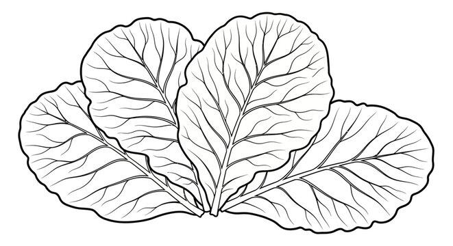 Fresh Green Leafy Vegetables Line Art Illustration