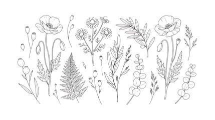 Minimalist hand drawn botanical line art collection, elegant floral sketches with poppy and fern leaves, black and white wildflower vector set © Dream Time Studio