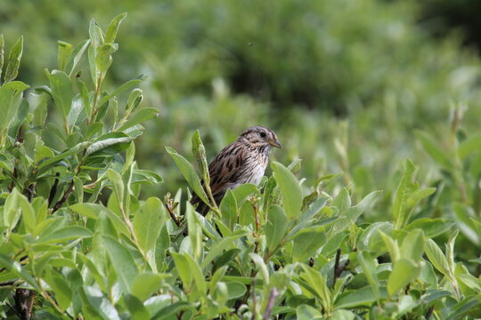 bird on the grass, Jasper National Park, Alberta