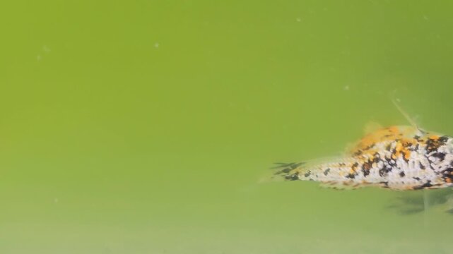 Top down view of a beautiful Sanke Koi swordtail fish swimming gracefully in a pond of green algae water