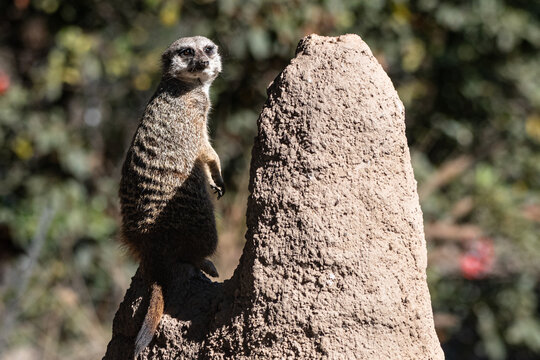 Suricata alerta junto a un mont&iacute;culo de tierra en un entorno natural