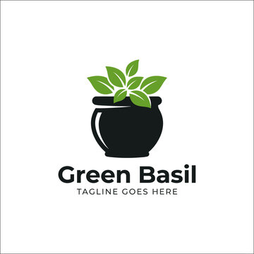 Potted basil herb plant with green leaves.