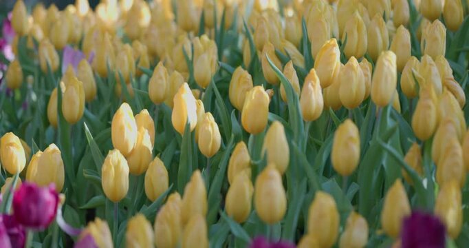 Beautiful rows of colorful tulip flowers blooming in the farm during spring. Close up of colorful tulips blooming under bright morning sunlight in tulip farm. Fresh blooming tulips in botanical garden