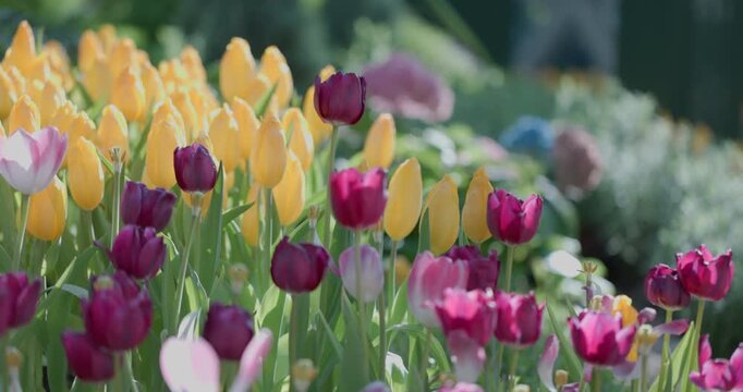 Beautiful rows of colorful tulip flowers blooming in the farm during spring. Close up of colorful tulips blooming under bright morning sunlight in tulip farm. Fresh blooming tulips in botanical garden
