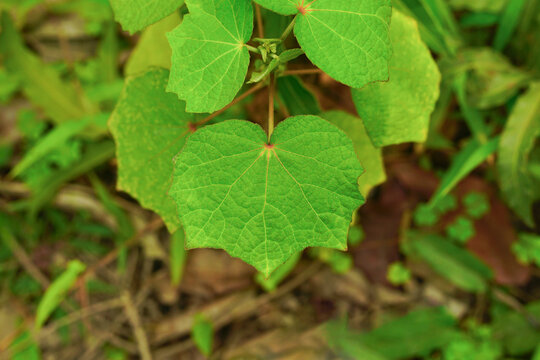 Congo jute or Caesarweed plant green leaves (Urena lobata) 