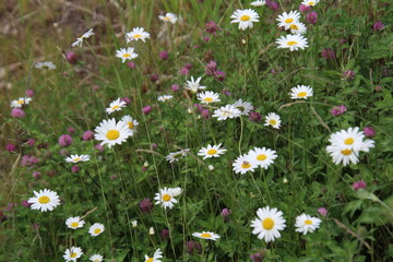 daisies in a meadow © Michael Mamoon