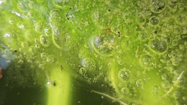 Macro view of Spirogyra green algae on a stagnant water surface with trapped oxygen bubbles and tiny swimming mosquito larvae