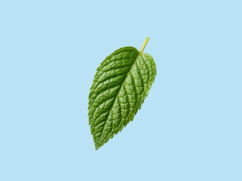 Single Fresh Mint Leaf Floating on Light Blue Background, created with Generative AI Technology, ai, generative