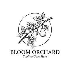 Fototapeta premium Bloom orchard pear branch botanical icon.