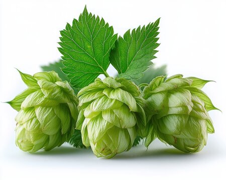 Three fresh green hop cones nestled with textured leaves on a clean white background, conveying bright vibrant freshness