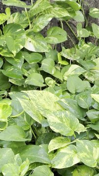 Epipremnum aureum is a species in the arum family Araceae. golden pothos, Ceylon creeper, hunter's robe, ivy arum. Waikiki, City Honolulu, Oahu island, Hawaii	
