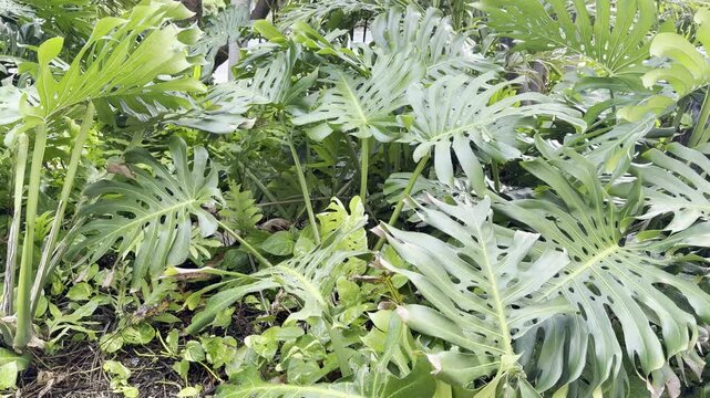 Monstera deliciosa, the Swiss cheese plant or split-leaf philodendron, is a species of flowering plant. Family Araceae. Waikiki, City Honolulu, Oahu island, Hawaii	
