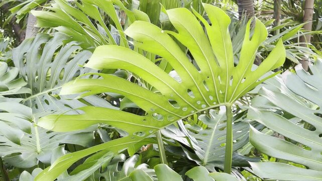 Monstera deliciosa, the Swiss cheese plant or split-leaf philodendron, is a species of flowering plant. Family Araceae. Waikiki, City Honolulu, Oahu island, Hawaii	
