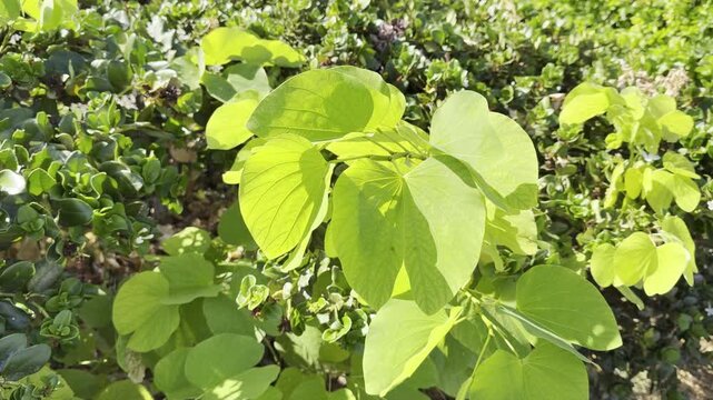 Bauhinia &times; blakeana , Hong Kong orchid tree, is a hybrid leguminous tree of the genus Bauhinia. Waikiki, Honolulu, Oahu, Hawaii.