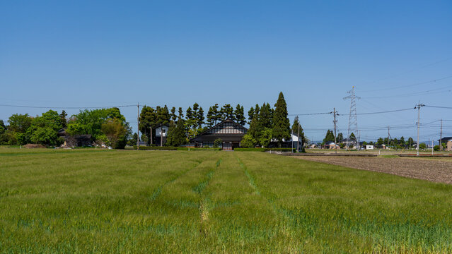 Traditional Japanese farmhouse (Azumadachi style) surrounded by a homestead windbreak forest (Yashikirin) in Toyama