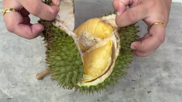 closeup of woman hand splitting and opening Durian fruit. White flesh contrasts with golden yellow segments. Spiky green rind frames the soft interior. Fresh, ripe, and visually striking.
