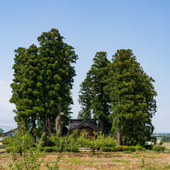 Traditional Japanese farmhouse (Azumadachi style) surrounded by a homestead windbreak forest (Yashikirin) in Toyama © hit1912