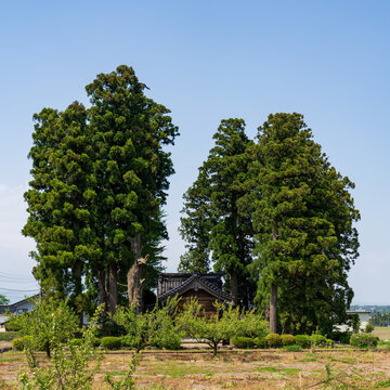 Traditional Japanese farmhouse (Azumadachi style) surrounded by a homestead windbreak forest (Yashikirin) in Toyama