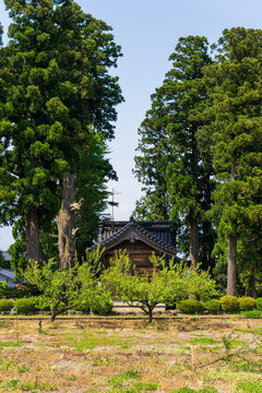 Traditional Japanese farmhouse (Azumadachi style) surrounded by a homestead windbreak forest (Yashikirin) in Toyama