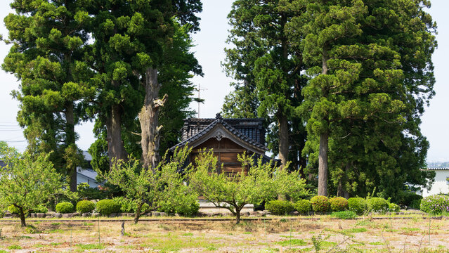 Traditional Japanese farmhouse (Azumadachi style) surrounded by a homestead windbreak forest (Yashikirin) in Toyama