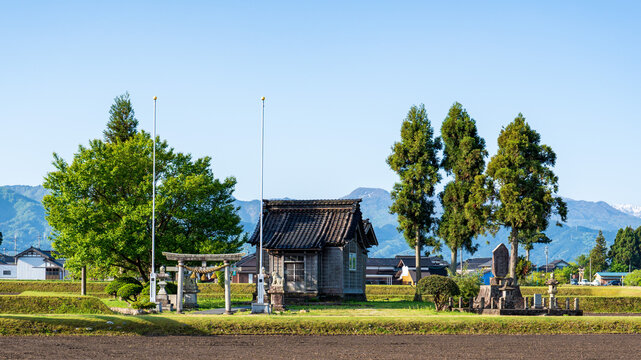 Traditional Japanese farmhouse (Azumadachi style) surrounded by a homestead windbreak forest (Yashikirin) in Toyama