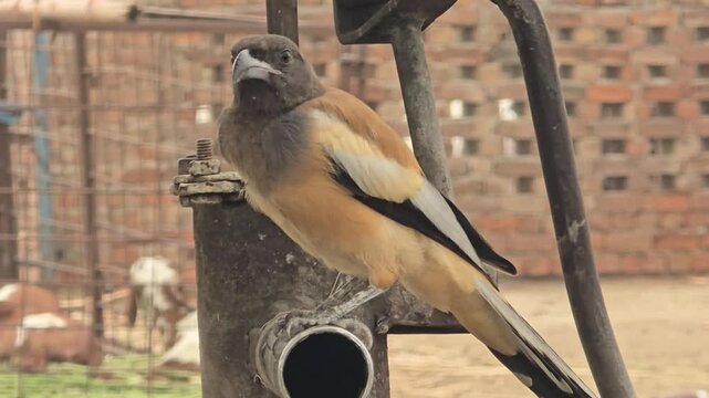 Rufous Treepie bird perched on a metal pipe, wild Dendrocitta vagabunda in an urban setting, exotic long-tailed bird with brown and white plumage