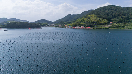 Rows of floating buoys at a marine farm in coastal waters. Aquaculture and seafood cultivation in open sea. © soya