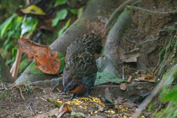 Obraz premium Rufous-breasted wood-quail (Odontophorus speciosus) at the base of a tree, at a bird lodge outside of Baeza, Ecuador