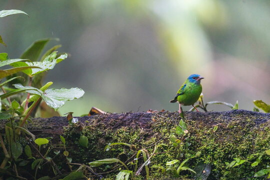 Blue dacnis (Dacnis cayana) perched on a log at a bird lodge outside of Baeza, Ecuador