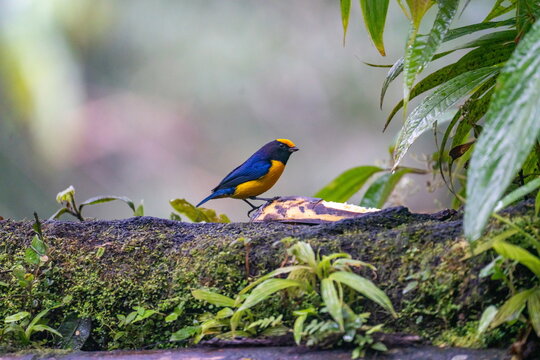 Orange-bellied euphonia (Euphonia xanthogaster) perched on a banana feeder at a bird lodge outside of Baeza, Ecuador