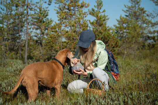 Active woman herbalist harvesting for wild berries and herbal medicine ingredients in forest with dog, female gatherer crouching at meadow picking berries in box, finding natural edibles in woodlands.