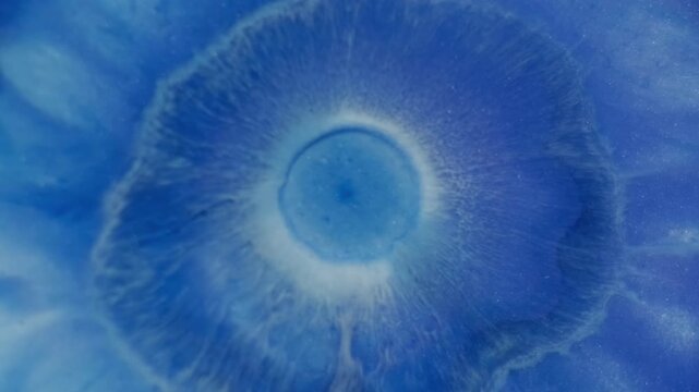 Ink splash. Dye drop water. Pigment fluid blob opener mix blue enamel splatter. Color art liquid blend abstract background reveal.