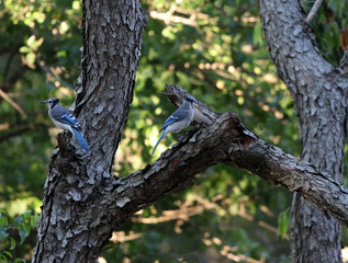 Fototapeta premium Two Blue Jays Resting Among Tree Branches