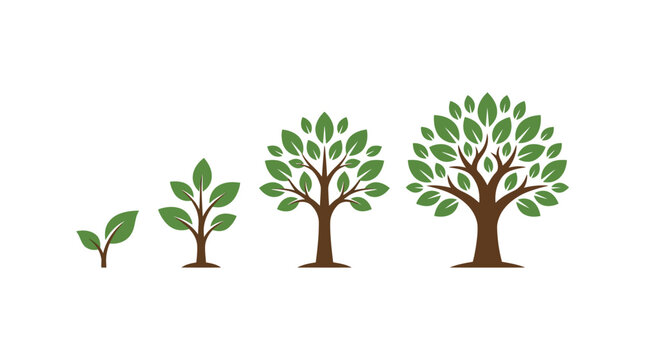 A series of four trees showing the stages of growth from seedling to mature tree