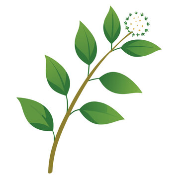 green boneset eupatorium makinoi flower isolated on white