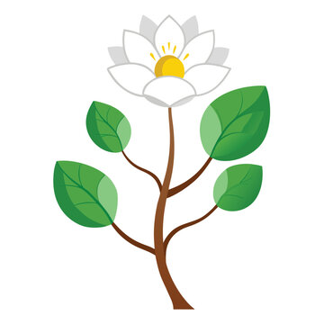bloodroot double flower on white background