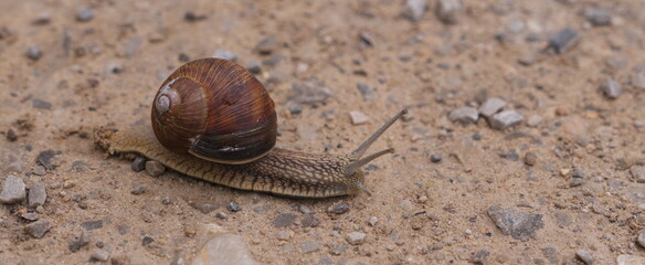 Close Up of a Brown Garden Snail with Spiraled Shell Crawling Slowly Across Dry Sandy Ground with Pebbles and Rocks a Concept of Patience and Slow Progress © lumerb