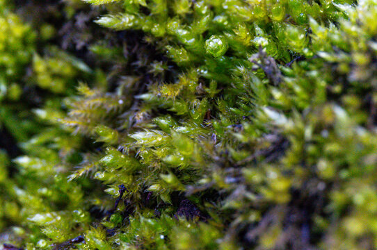 Macro Extreme Closeup Selective Focus of Vibrant Green Moss Fronds with Water Droplets - Nature Botanical Detail Texture