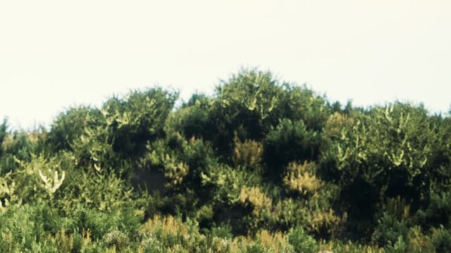 Bushes and green plants cover the ground in a natural area. The summer sun shines down on the dense greenery. The plants thrive in their environment during daytime.