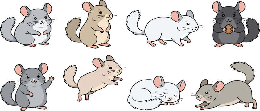 Cute Cartoon Chinchilla Rodent Character Set Featuring Various Poses and Colors Including Eating Jumping Sleeping and Waving Vector Illustrations
