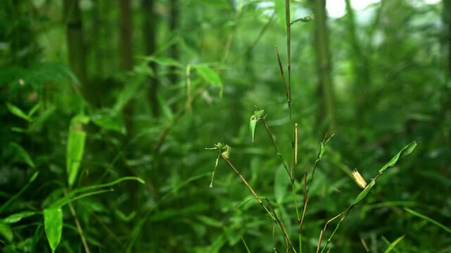 Panning across the green Bamboo Forest in rural parts of China (4K25p)