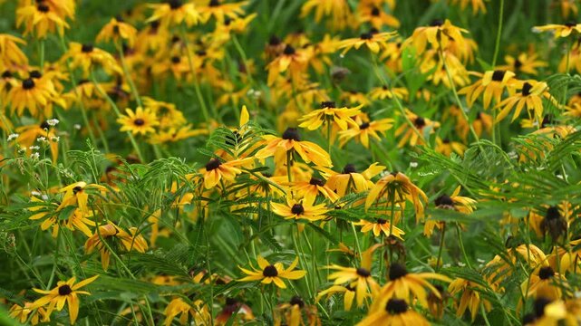 Beautiful Black-eyed Susans (Rudbeckia hirta) blossoming in July